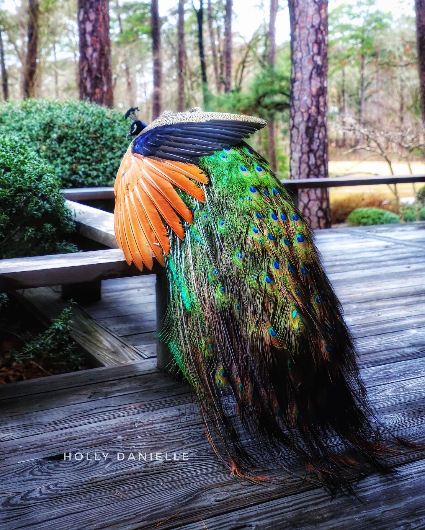 Pincha Mayurasana – Feathered Peacock pose (forearm balance) - YOGEA |  Innovative Yoga
